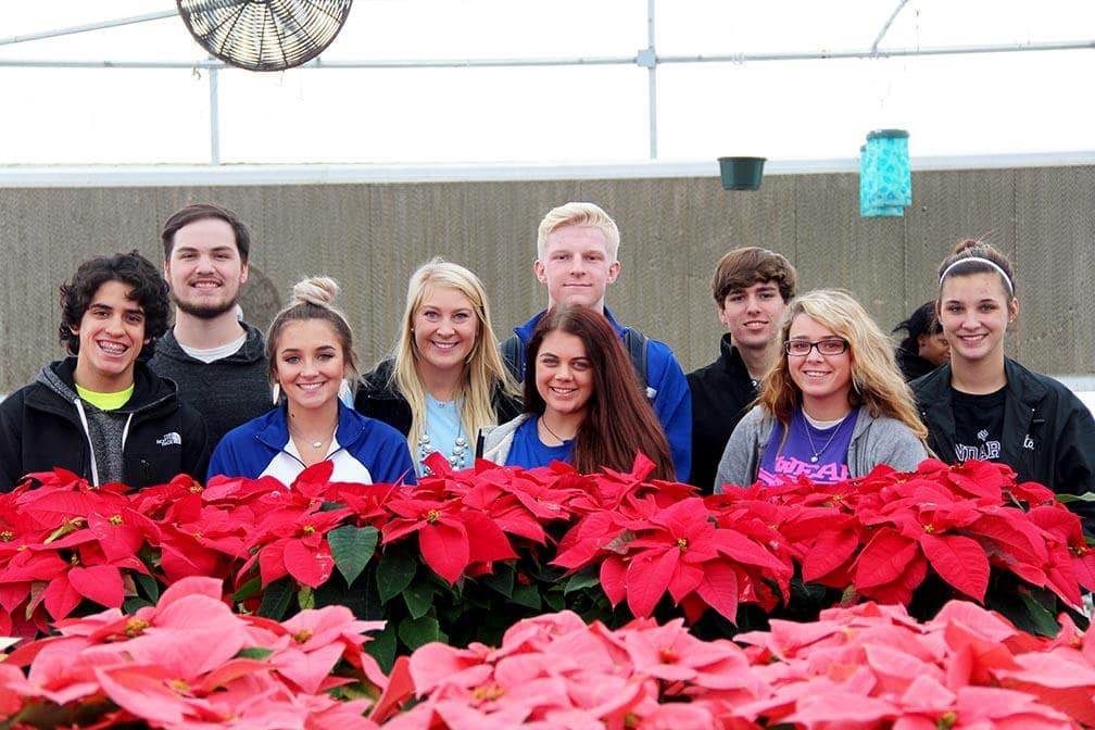 Poinsettias Blossom