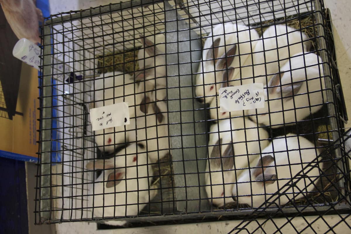 Showing Rabbits